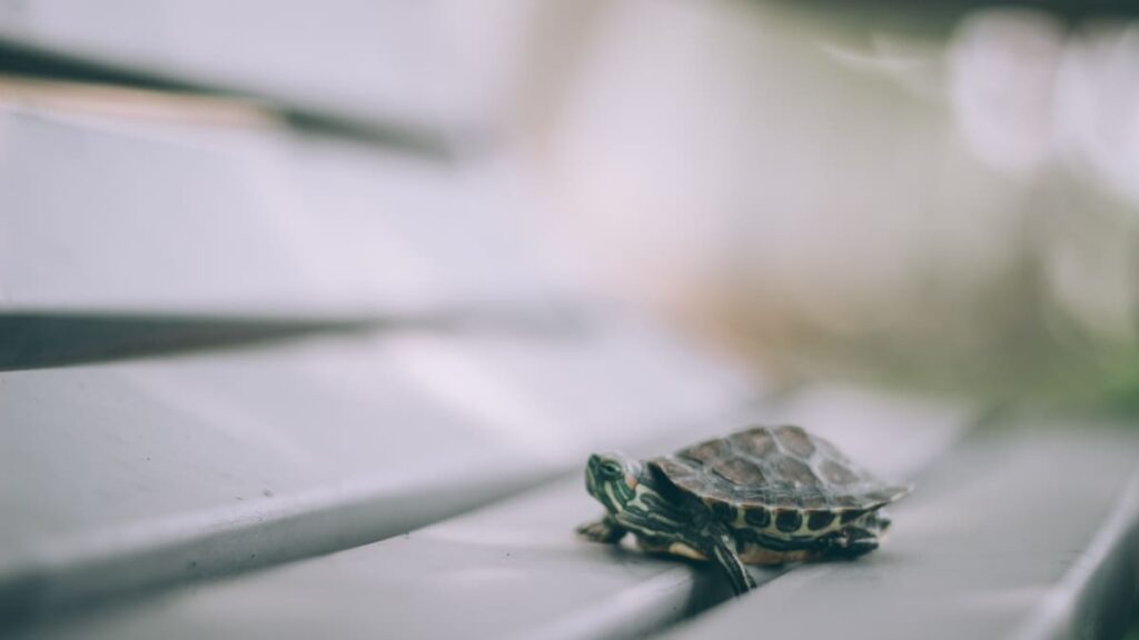 Understanding And Managing Common Behavioral Issues In Baby Turtles