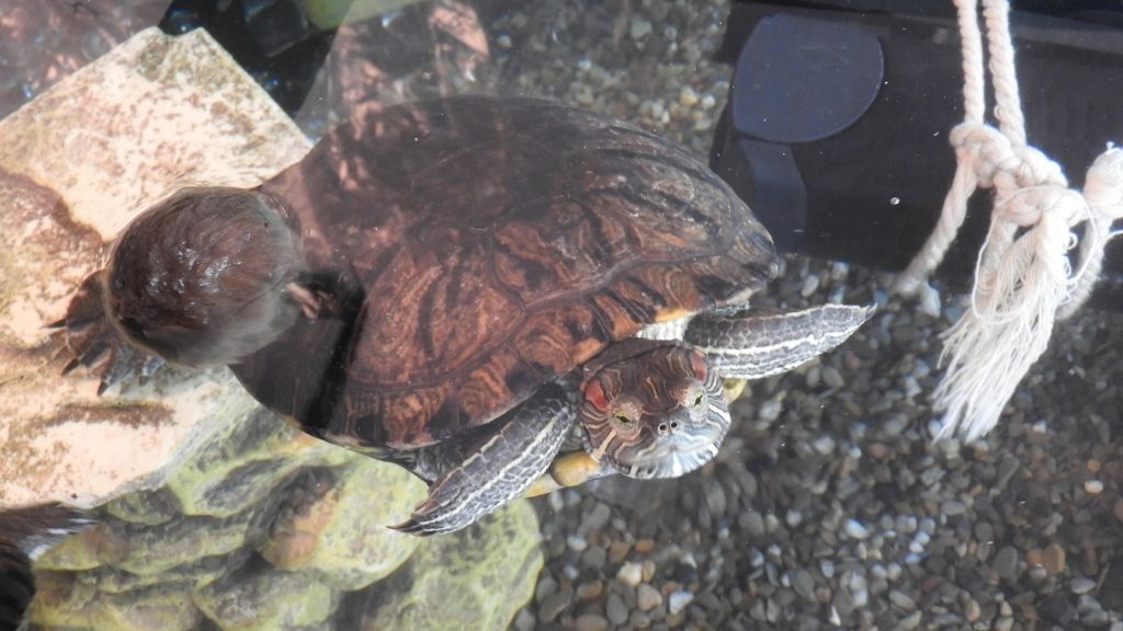 Understanding And Managing Water PH Levels In Indoor Turtle Enclosures