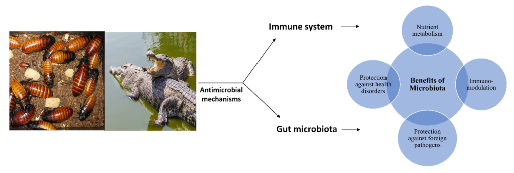 Understanding The Role Of Gut Microbiota In Baby Turtles Digestive Health