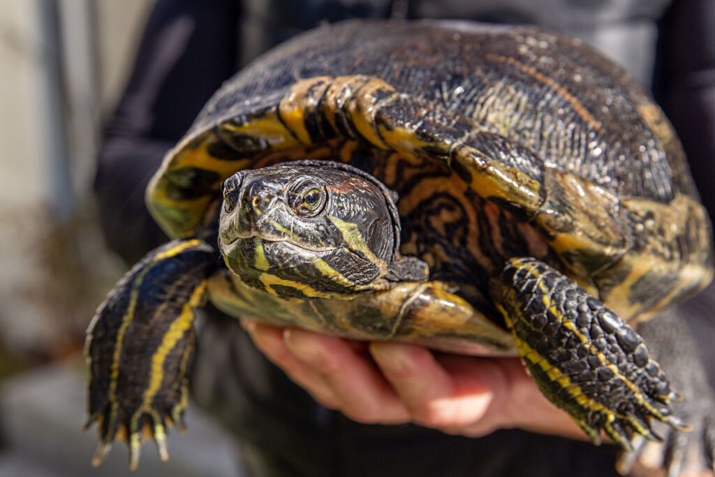 Choosing The Right Turtle Species For Your Home And Lifestyle