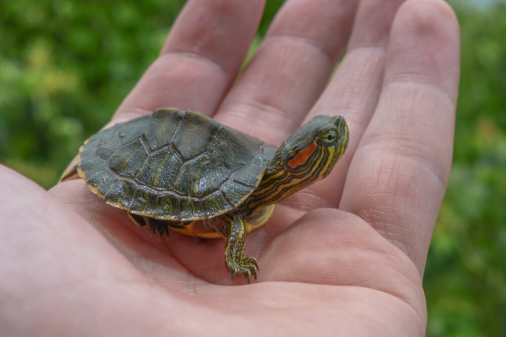Choosing The Right Turtle Species For Your Home And Lifestyle