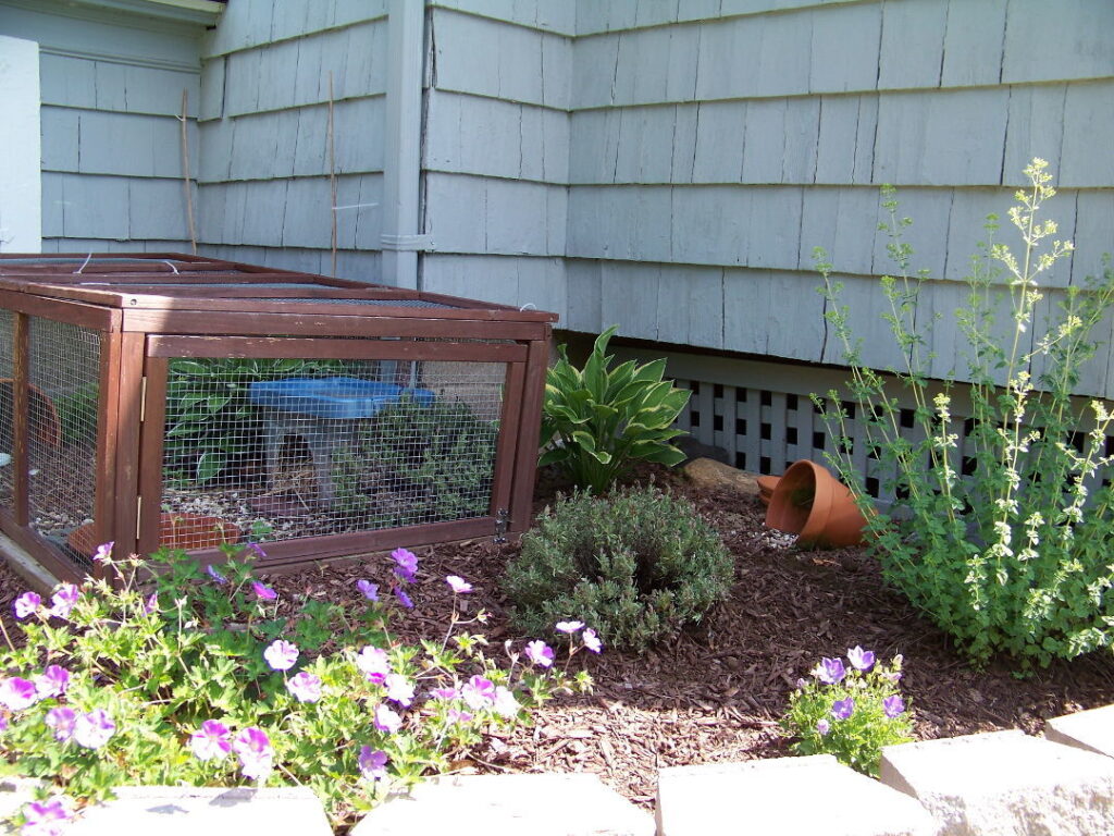 How To Create A Safe Outdoor Enclosure For Your Pet Turtle