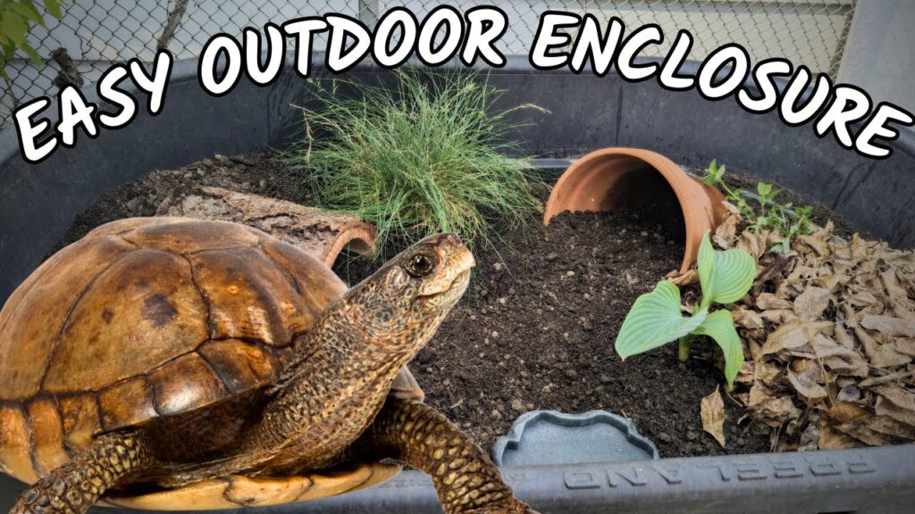 How To Create A Safe Outdoor Enclosure For Your Pet Turtle