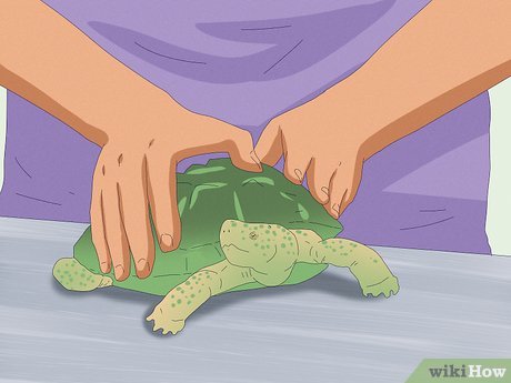 How To Handle And Interact With Your Pet Turtle Safely