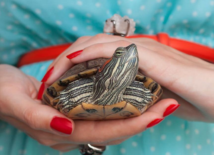 How To Handle And Interact With Your Pet Turtle Safely