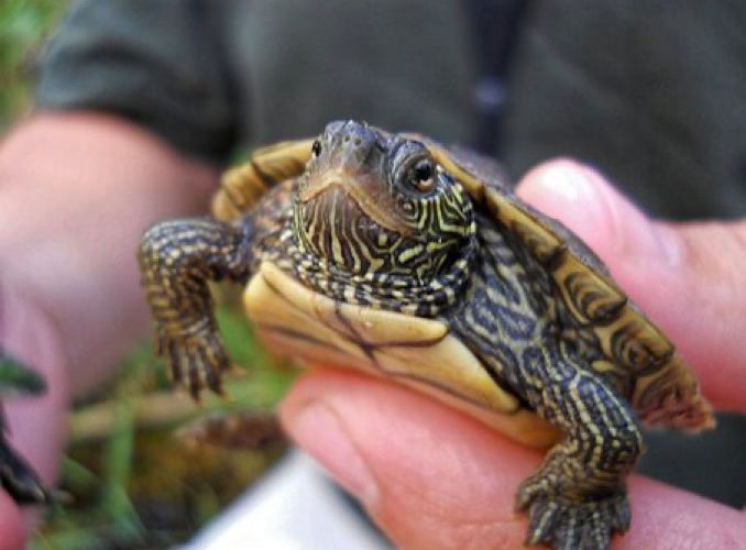 How To Recognize And Treat Common Illnesses In Pet Turtles