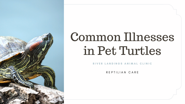 How To Recognize And Treat Common Illnesses In Pet Turtles