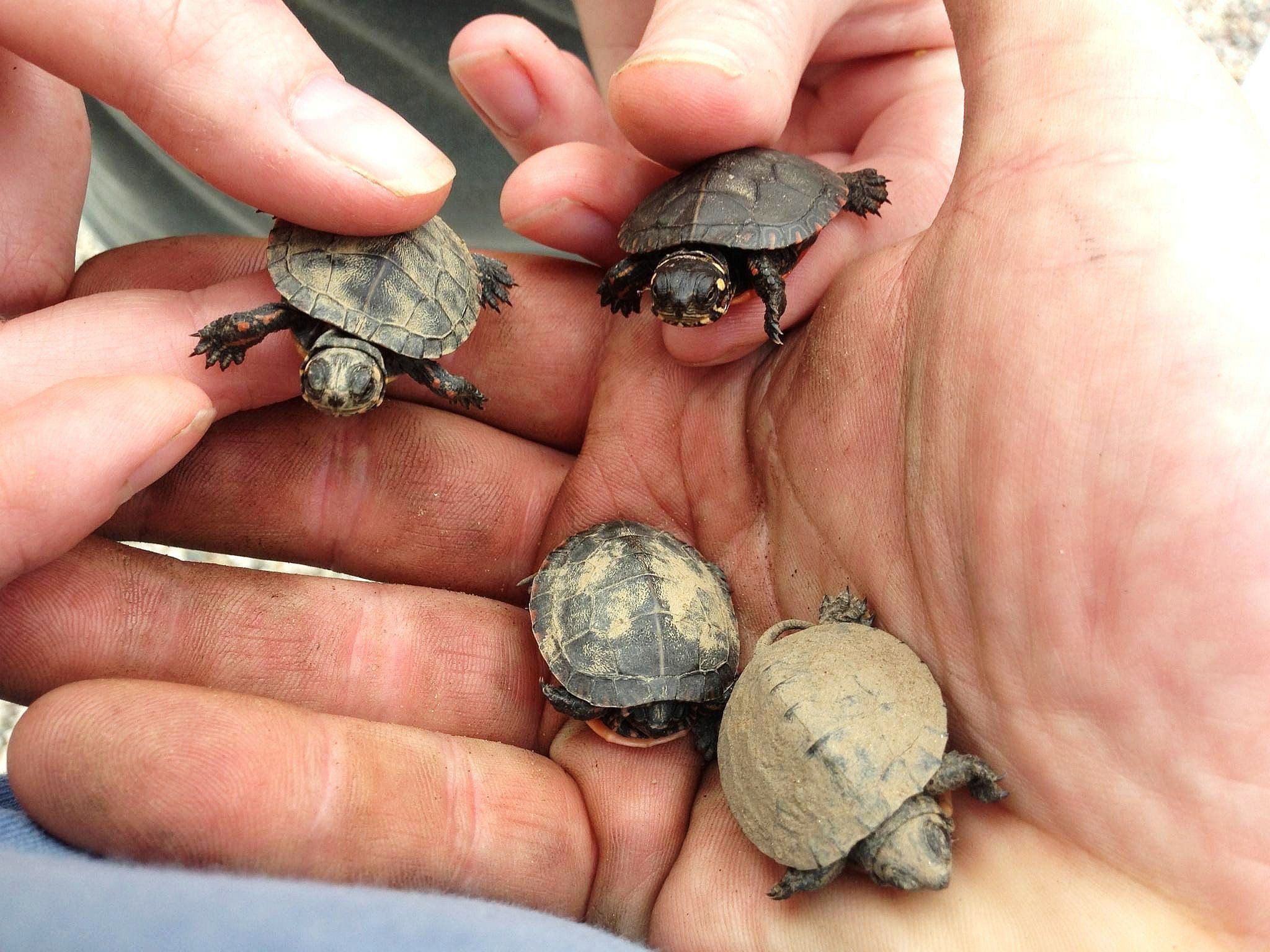 Recognizing And Addressing Nutritional Imbalances In Baby Turtles