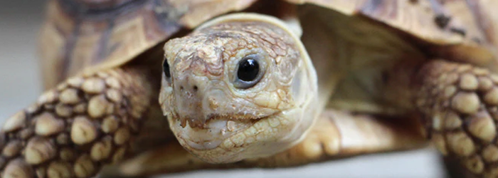 Recognizing And Addressing Nutritional Imbalances In Baby Turtles