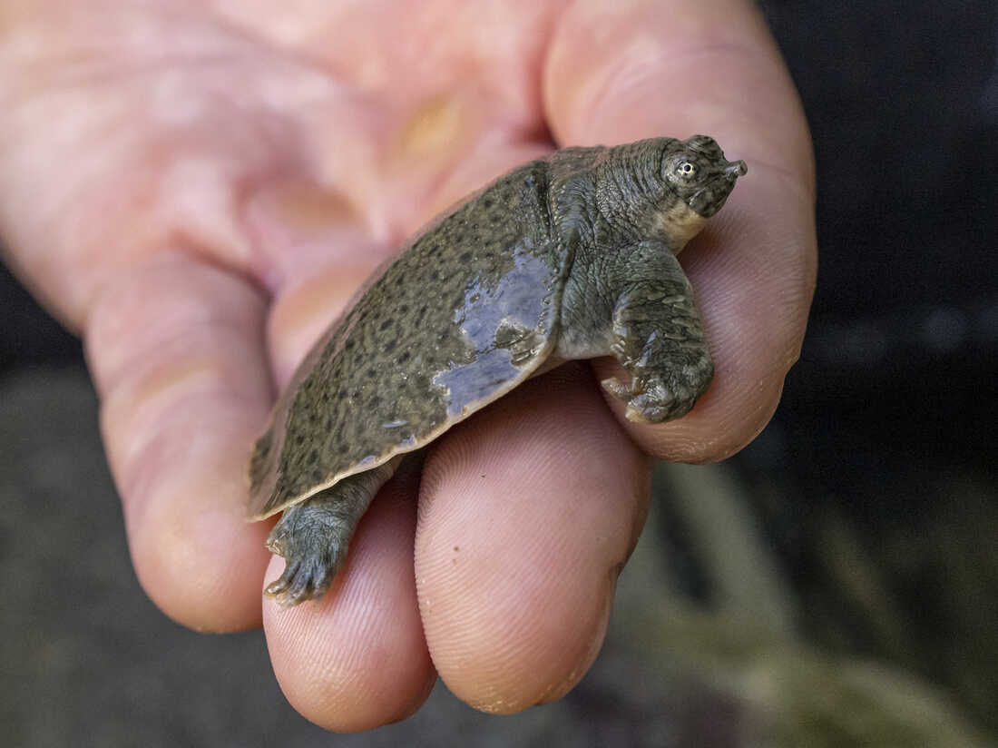 Recognizing And Addressing Shell Softening In Baby Turtles