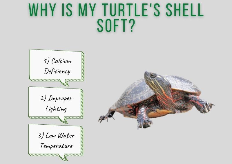 Recognizing And Addressing Shell Softening In Baby Turtles