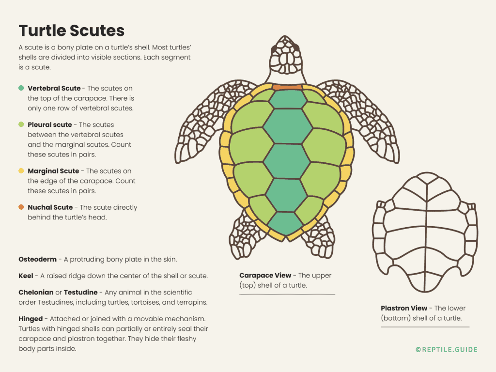 Recognizing And Addressing Shell Softening In Baby Turtles