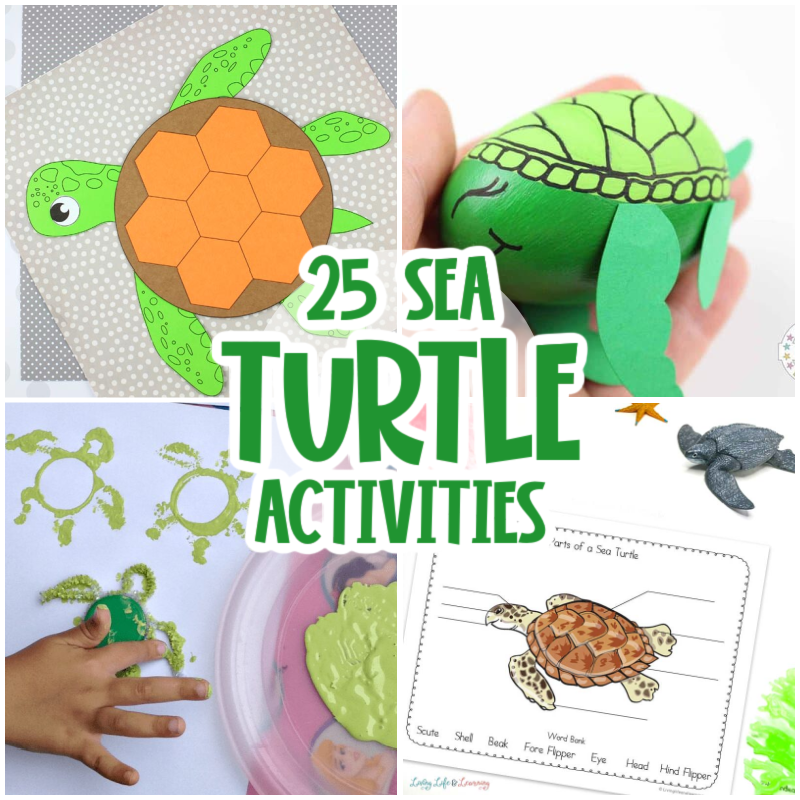 The Art Of Turtle Enrichment: Stimulating Activities For Happy Turtles