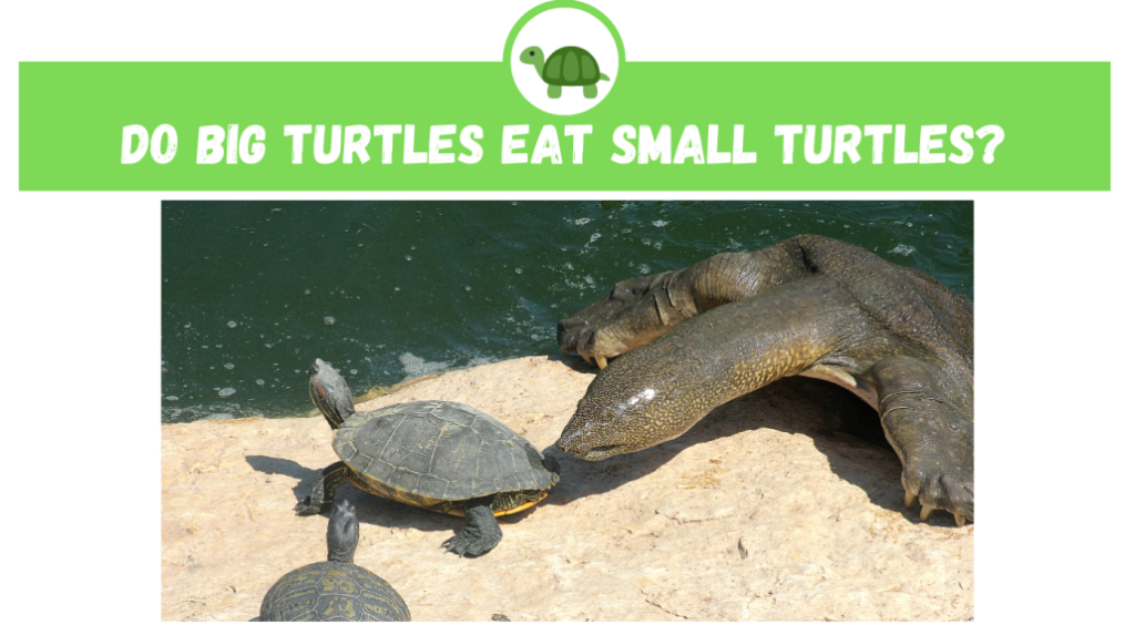 The Benefits Of Incorporating Live Prey In Baby Turtles Diet