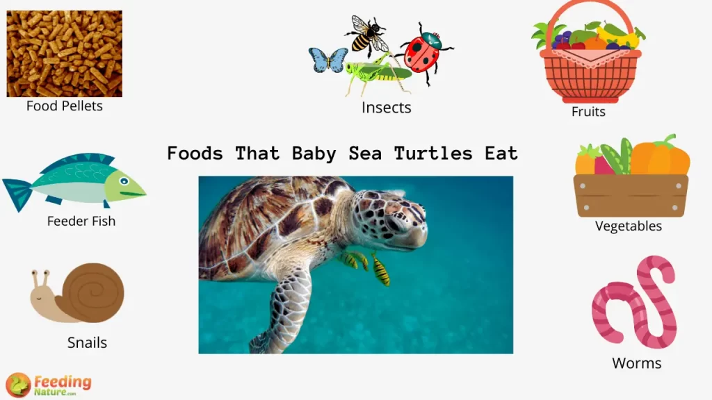 The Benefits Of Incorporating Live Prey In Baby Turtles Diet