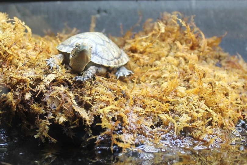 The Benefits Of Incorporating Live Prey In Baby Turtles Diet