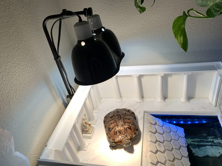 The Benefits Of Providing A Basking Area For Your Turtle