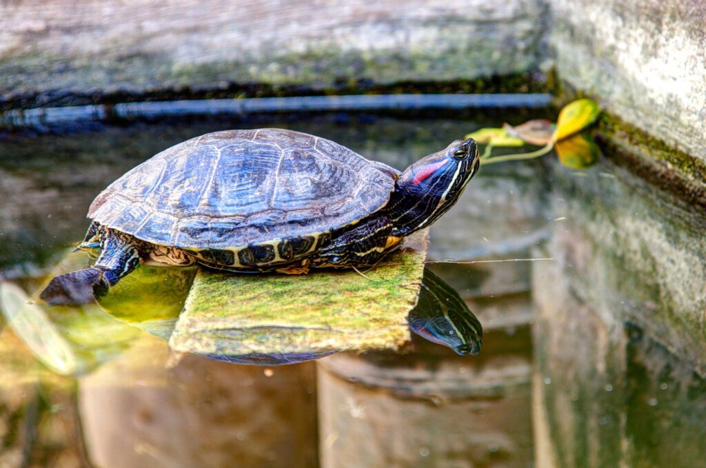 The Benefits Of Providing A Basking Area For Your Turtle