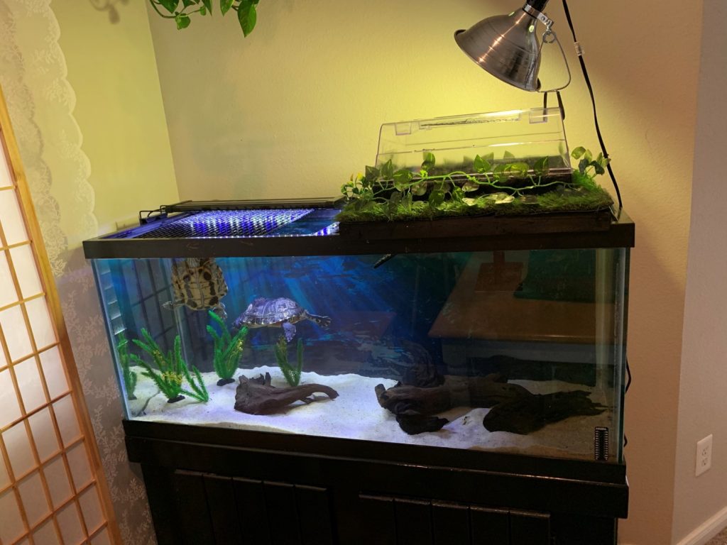 The Benefits Of Providing A Basking Area For Your Turtle