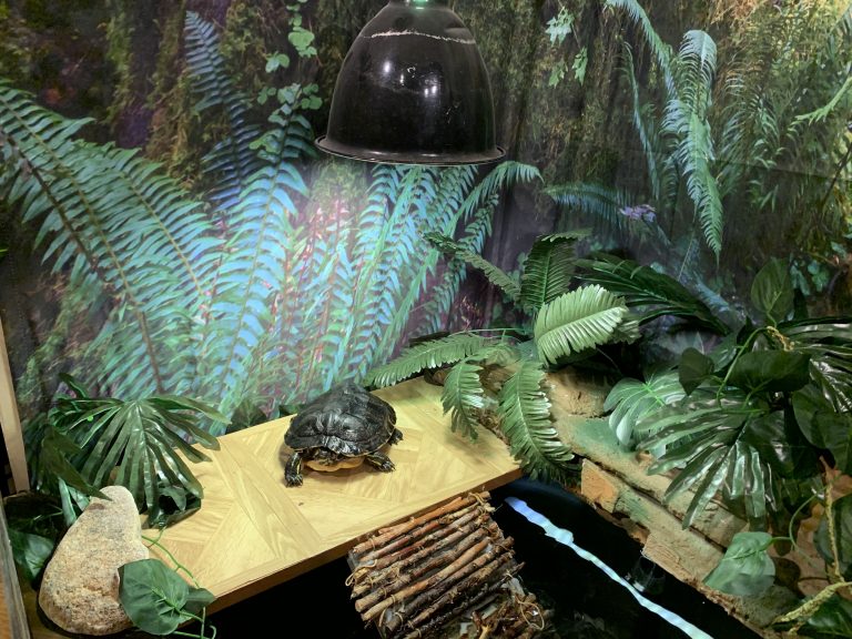 The Benefits Of Providing A Basking Area For Your Turtle