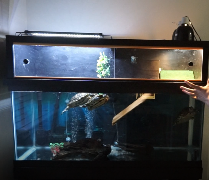 The Benefits Of Providing A Basking Area For Your Turtle