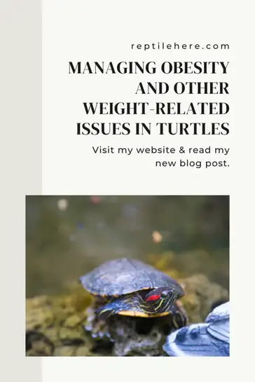 The Benefits Of Regular Weight Monitoring In Baby Turtles