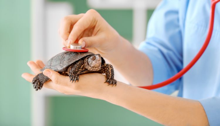 The Impact Of Humidity On Respiratory Health In Baby Turtles
