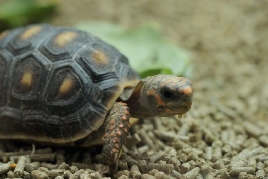 The Impact Of Humidity On Respiratory Health In Baby Turtles