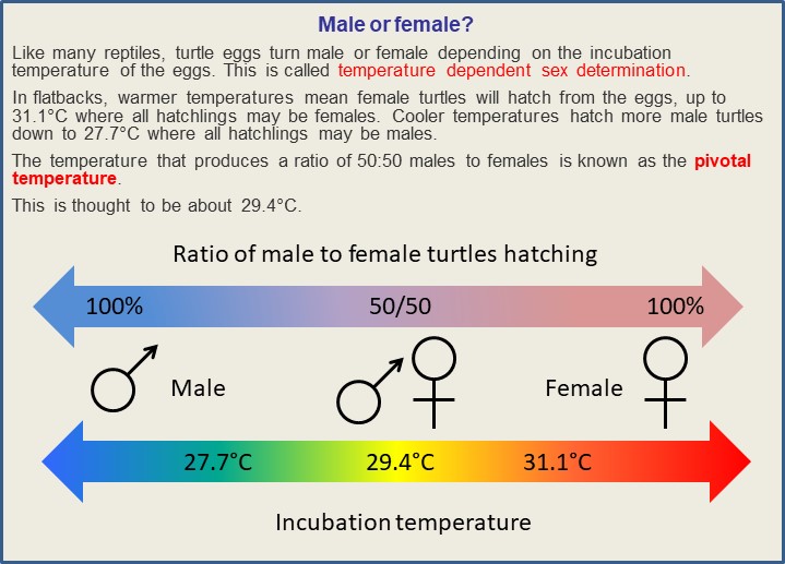 The Impact Of Temperature On Gender Determination In Turtle Hatchlings