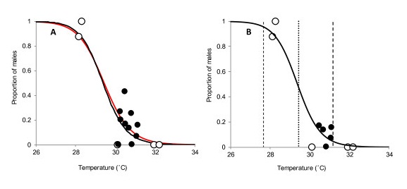 The Impact Of Temperature On Gender Determination In Turtle Hatchlings