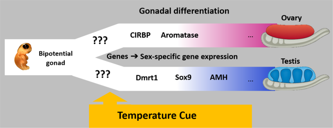 The Impact Of Temperature On Gender Determination In Turtle Hatchlings