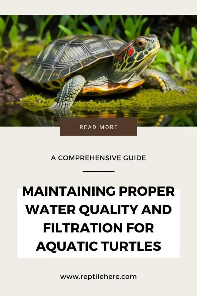 The Importance Of Maintaining Optimal Water Quality For Baby Turtles Health