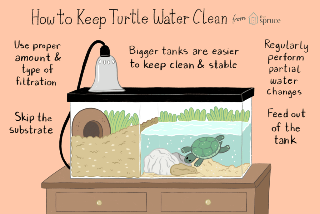 The Importance Of Maintaining Optimal Water Quality For Baby Turtles Health