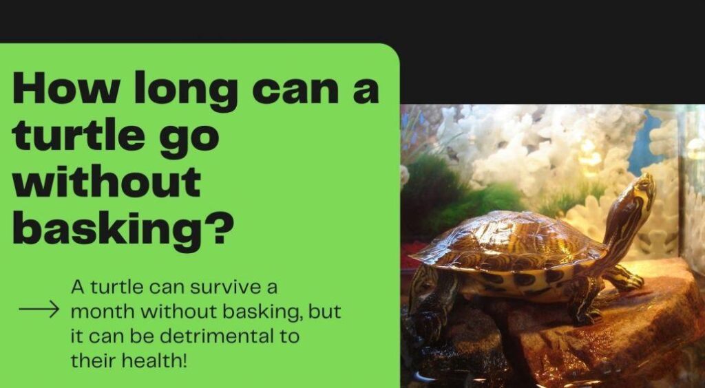 The Importance Of Providing Adequate Basking Time For Baby Turtles Thermoregulation