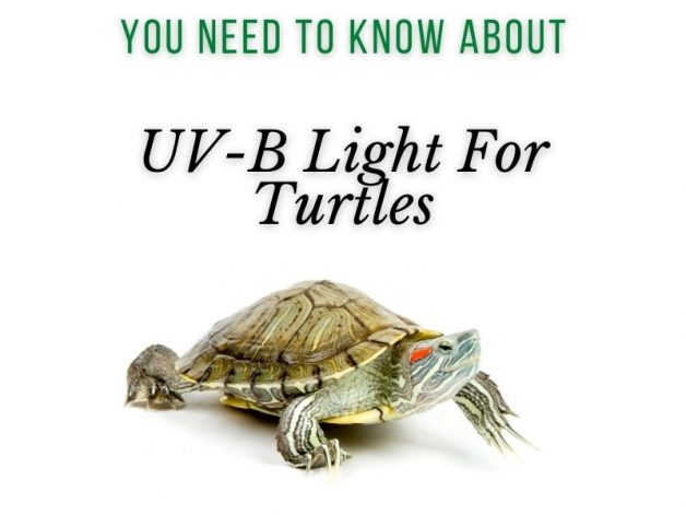 The Importance Of UVB Lighting For Your Turtles Health