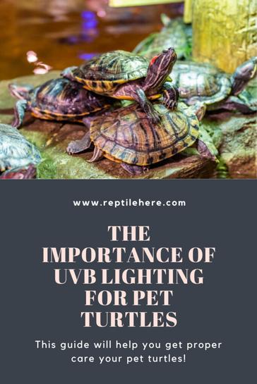 The Importance Of UVB Lighting For Your Turtles Health