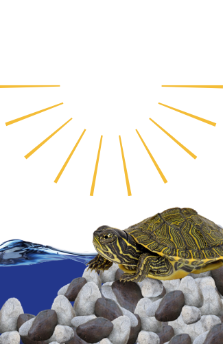 The Importance Of UVB Lighting For Your Turtles Health