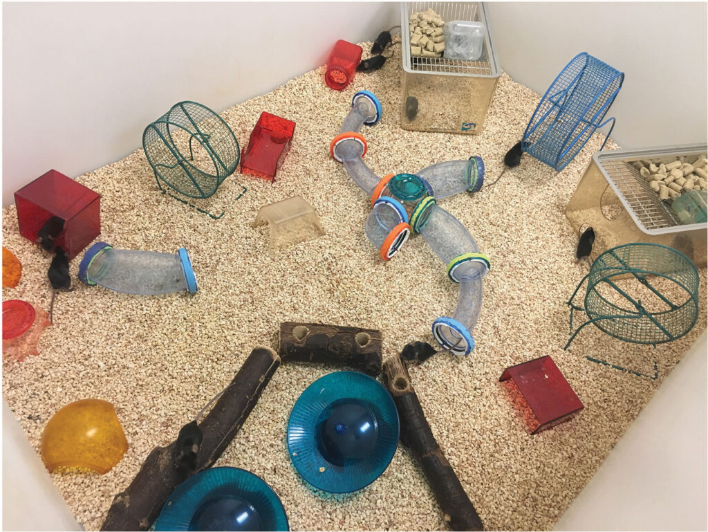The Role Of Environmental Enrichment In Reducing Stress And Promoting Natural Behaviors