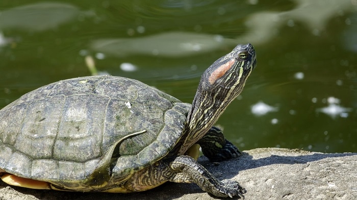 The Role Of Heat And Temperature Regulation For Your Turtles Health