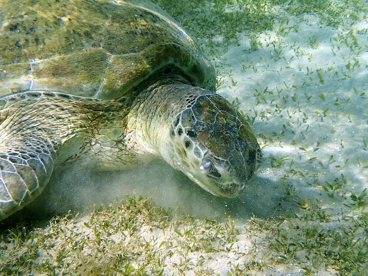 The Role Of Sleep And Rest In Baby Turtles Overall Well-being