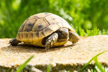 The Role Of Sleep And Rest In Baby Turtles Overall Well-being