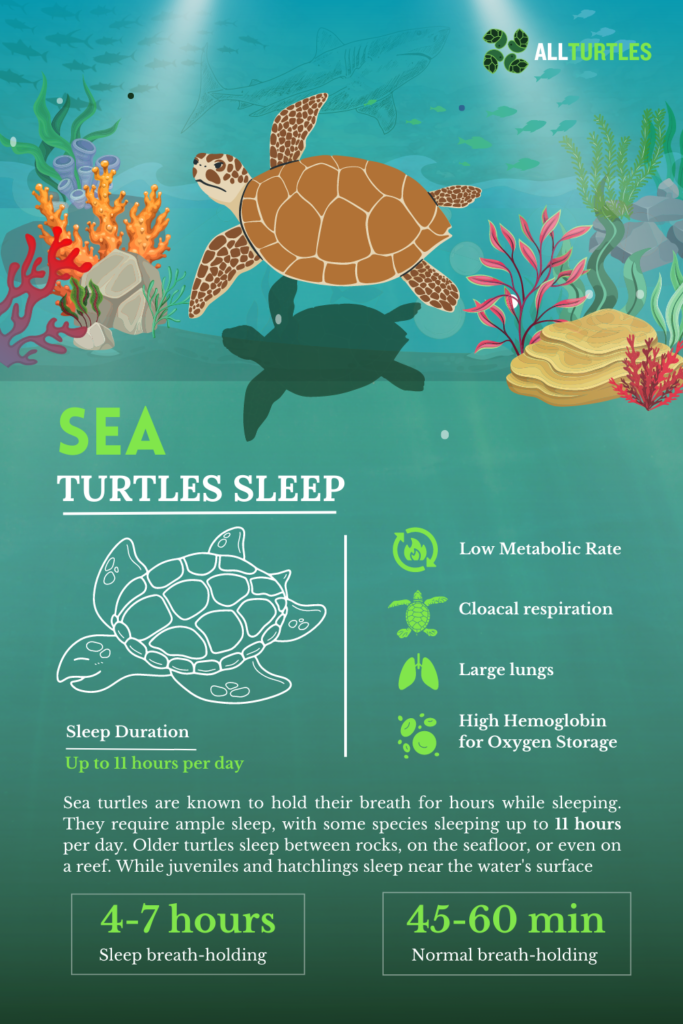 The Role Of Sleep And Rest In Baby Turtles Overall Well-being