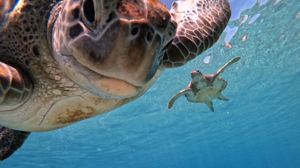 The Role Of Sleep And Rest In Baby Turtles Overall Well-being