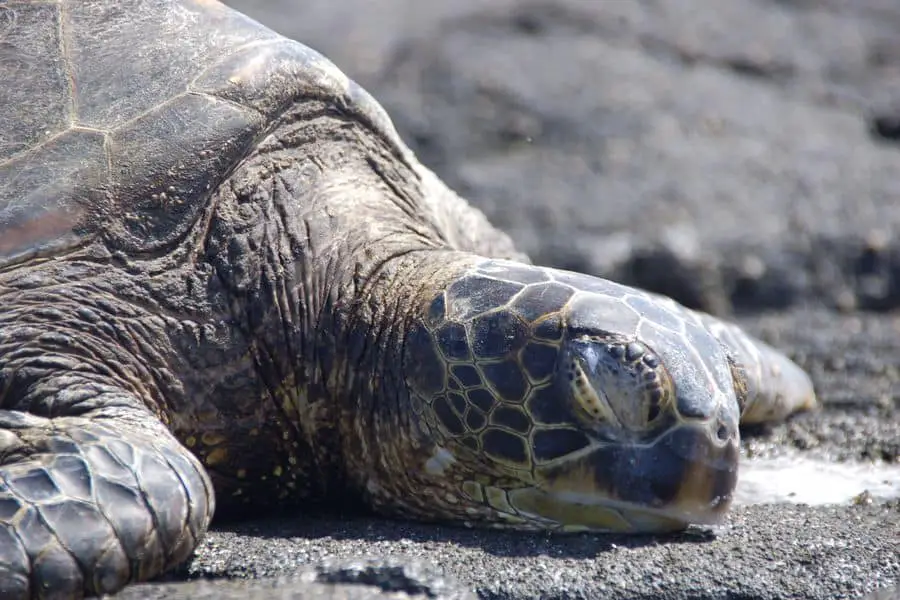 The Role Of Sleep And Rest In Baby Turtles Overall Well-being