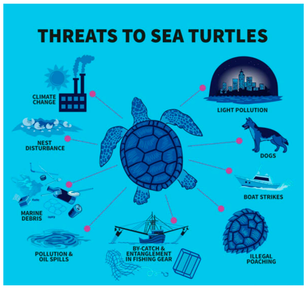 The Role Of Water Quality In Turtle Health And Well-being