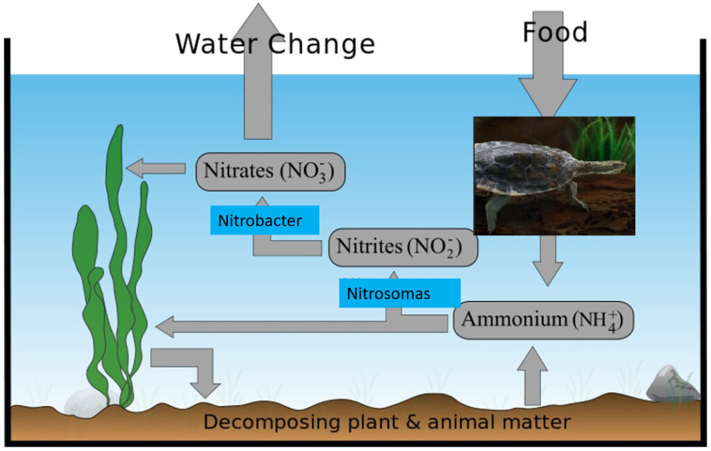 The Role Of Water Quality In Turtle Health And Well-being