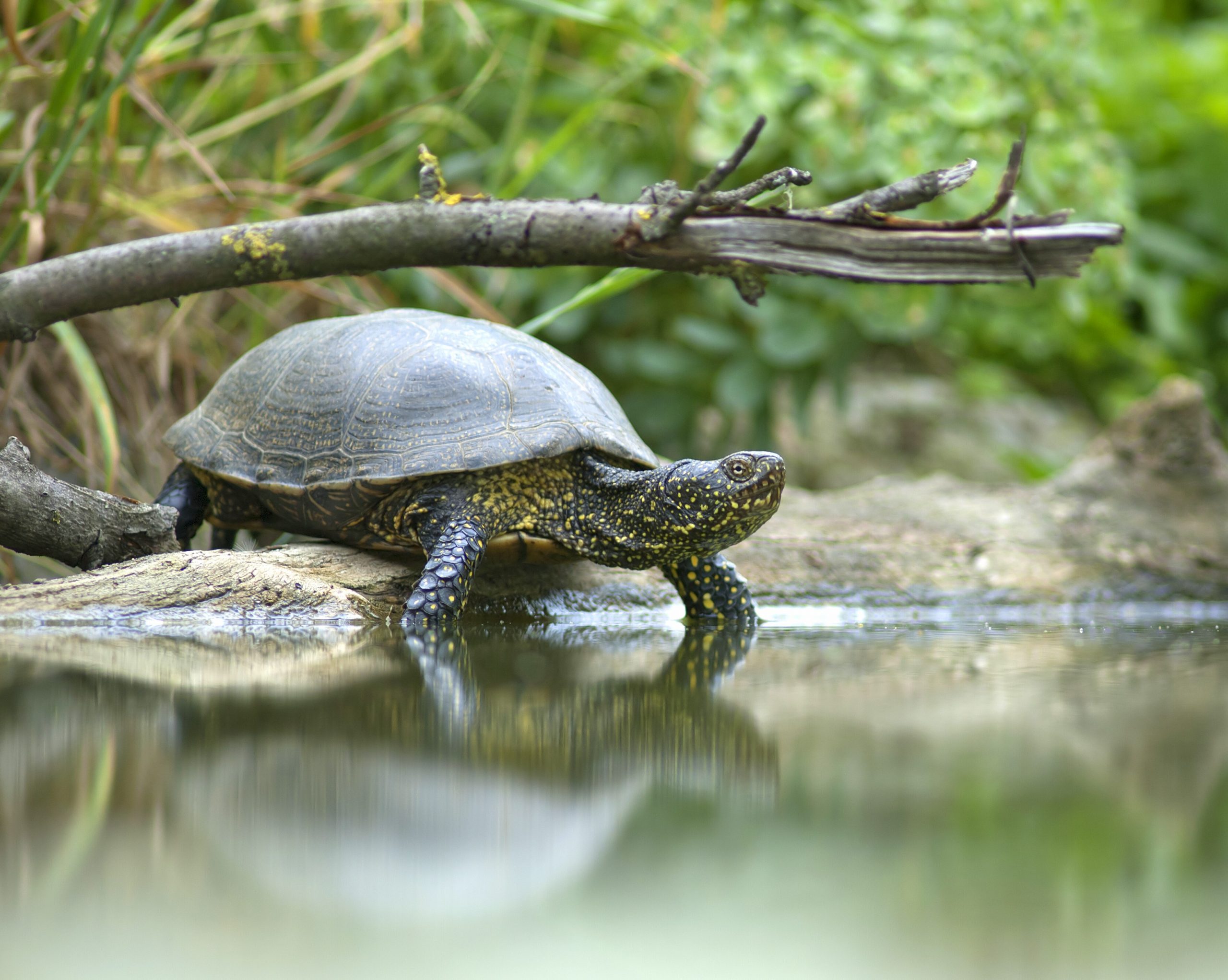 The Role Of Water Quality In Turtle Health And Well-being