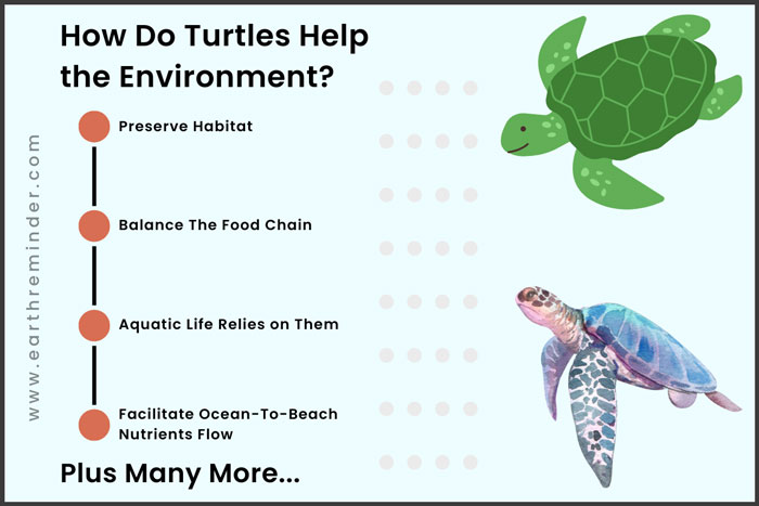 Tips For Cleaning And Maintaining Your Turtles Habitat