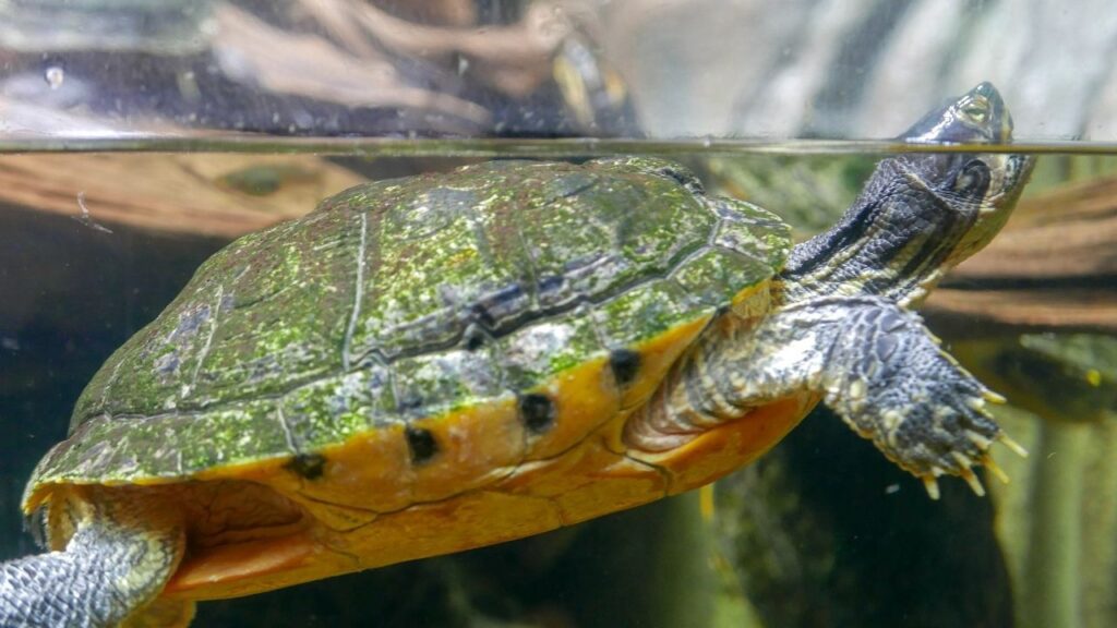 Tips For Cleaning And Maintaining Your Turtles Habitat