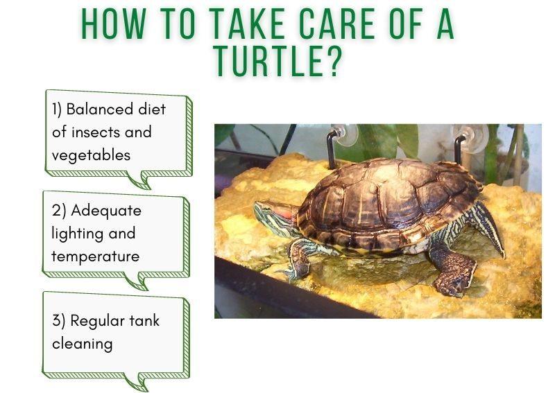 Tips For Cleaning And Maintaining Your Turtles Habitat